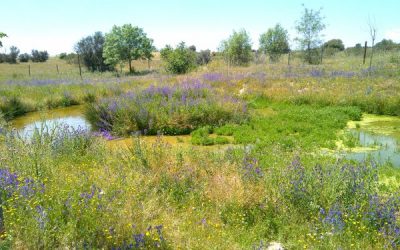 Visibilizando, en el Día Mundial de los Humedales, la importancia de estos ecosistemas