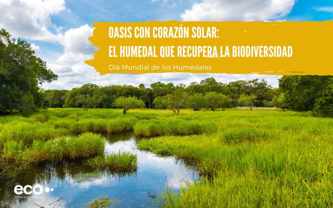 Oasis con corazón solar: el humedal que recupera la biodiversidad