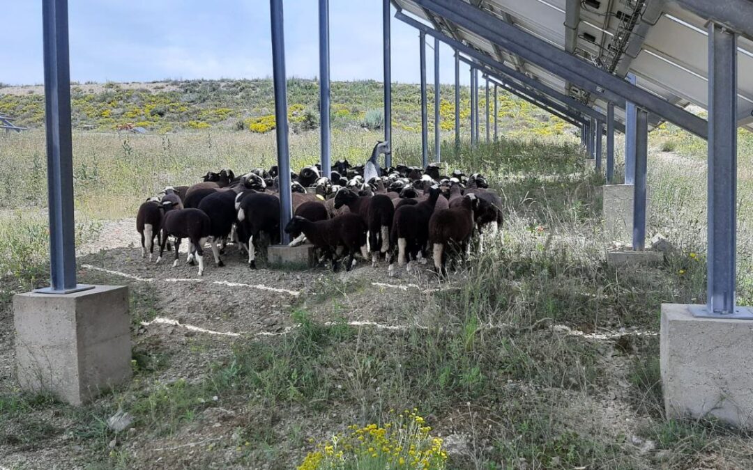 Un rebaño de ovejas se une a Ecooo